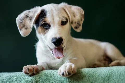 Puppy with a distinctive patch over one eye Stock Photos