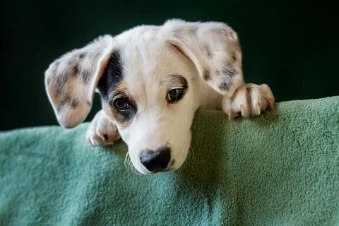 Puppy with a distinctive patch over one eye Stock Photos