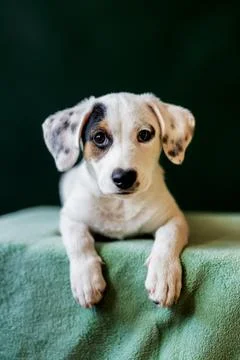 Puppy with a distinctive patch over one eye Stock Photos