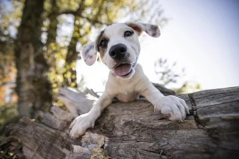 Puppy with a distinctive patch over one eye, sitting on a wooden log Stock Photos