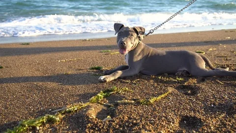 Puppy dog on the beach Stock Footage 93760030