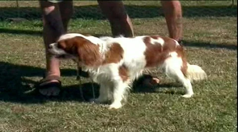 Puppy dog Stock Footage 370166