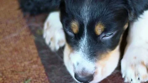 Puppy dog Video stock 11684317