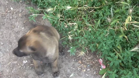 Puppy dog Video stock 110828168