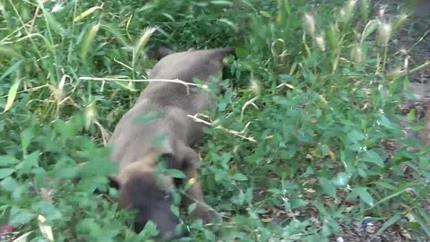 Puppy dog Video stock 110828218