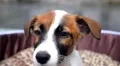 Puppy Dog Jack Russell Terrier. Close up HD Footage