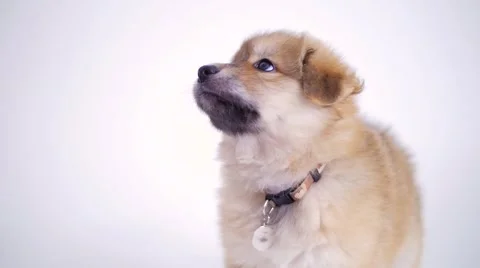 Puppy Dog Looking Up Trying To Bite On White Background Stock Footage 62432188