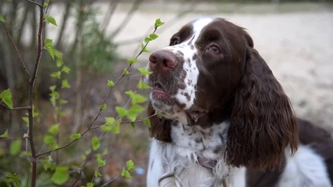 Puppy dog springer spaniel Stock-Footage 76273985
