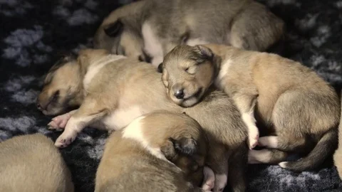 Puppy dogs sleeping  Stock Footage 79836984