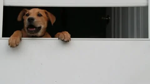 Puppy in a door window 動画素材 11143243