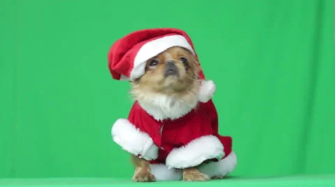 Puppy dressed as Santa Claus on a green screen Video stock 59180656