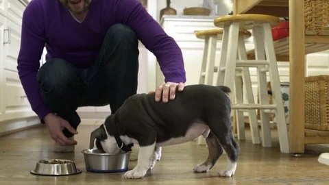 Puppy drinking and eating in a kitchen Stock-Footage 83397197