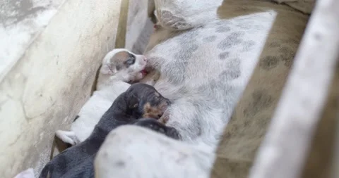 Puppy drinking milk 1 Stock Footage 222619375