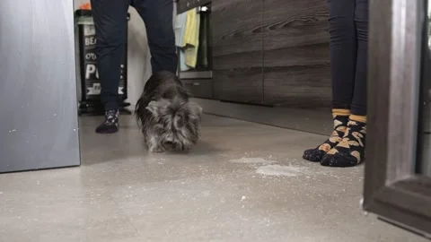 Puppy drinking milk Stock Footage 147515760