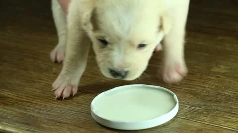 Puppy drinking milk from a saucer Stock Footage