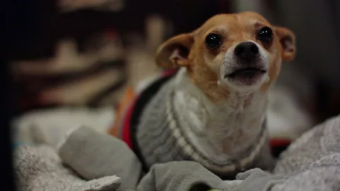 Puppy Ears Stock Footage 167926000