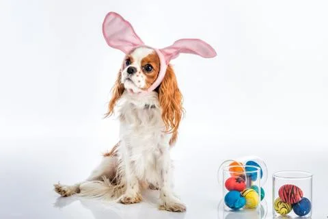 Puppy easter eggs Stock Photos