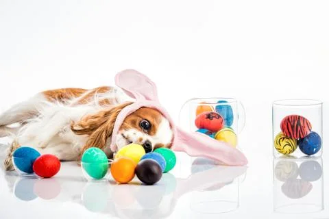 Puppy easter eggs Stock Photos