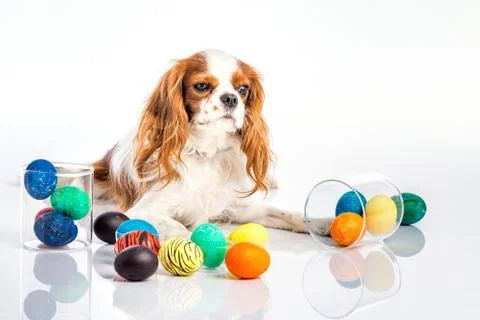 Puppy easter eggs Stock Photos