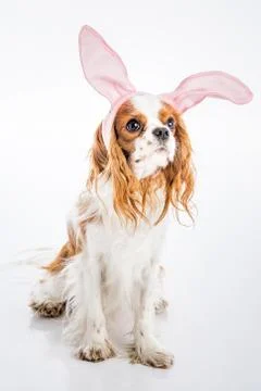 Puppy easter eggs Stock Photos