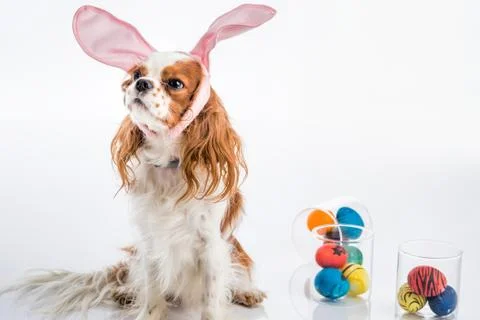Puppy easter eggs Stock Photos