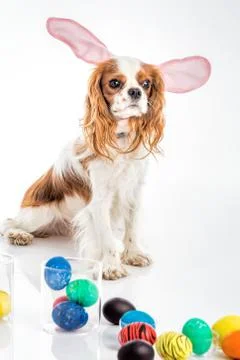 Puppy easter eggs Stock Photos