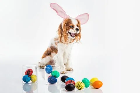 Puppy easter eggs Foto stock