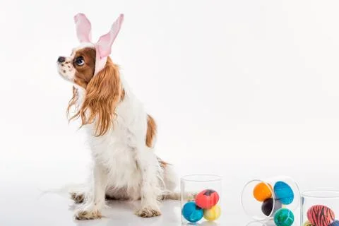 Puppy easter eggs Stock Photos