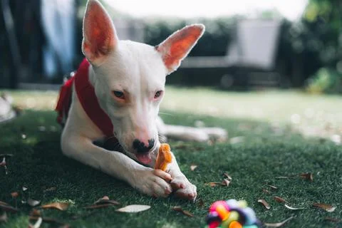Puppy eating his bone Stock Photos