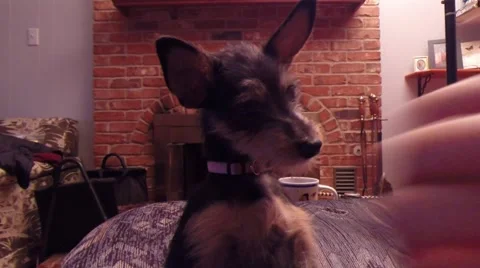 Puppy Eating Popcorn Stock-Footage 43935376