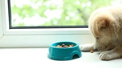 Puppy eats dry food on the window sill, close-up Stock Footage 37908406