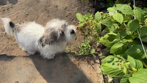 Puppy eats raspberries off the bush Stock Footage 249601133