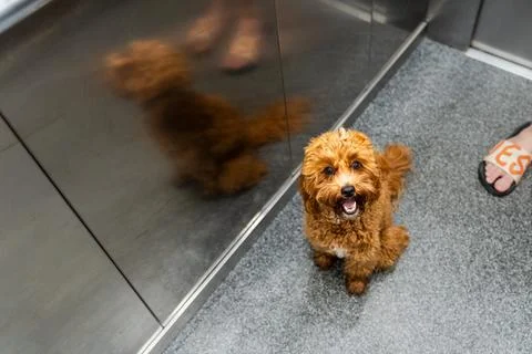 Puppy in Elevator Stock Photos