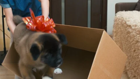Puppy exploring new house Stockbeeldmateriaal 111221350