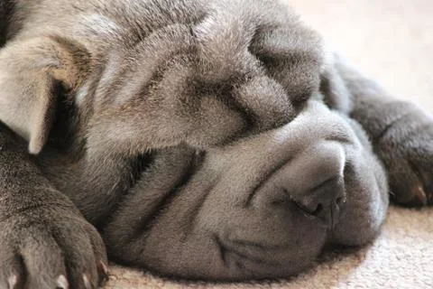 Puppy face Stock Photos