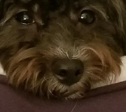 Puppy Face Stock Photos