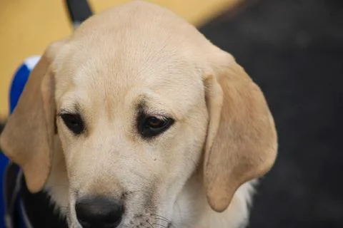 Puppy face Stock Photos