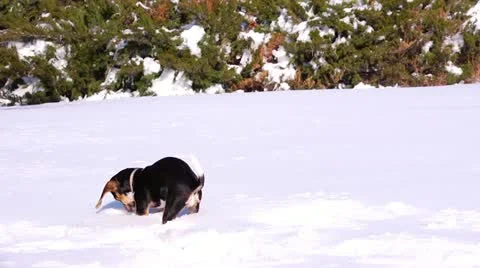 Puppy Face in Snow Stock Footage 21845683