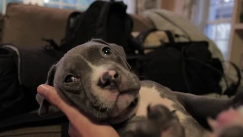 Puppy Falls Asleep Stock Footage 79033306