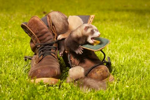 Puppy ferrets on their first observing of leather shoes Stock Photos