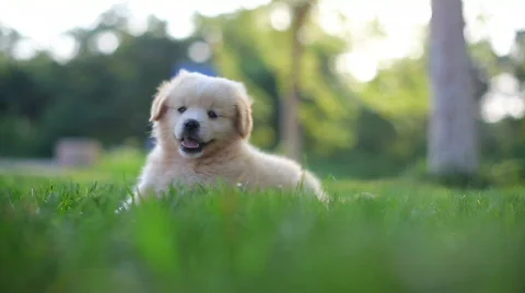 Puppy Stock Footage 474371
