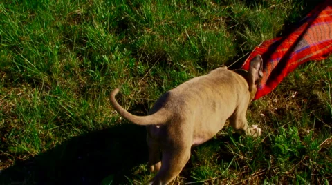 Puppy Stock Footage 4280410