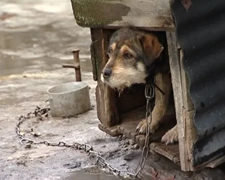 Puppy Stock Footage 8686890