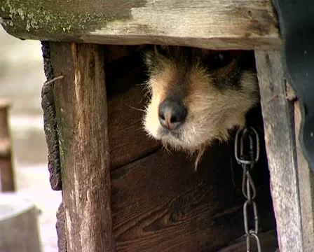 Puppy Stock Footage 10891866