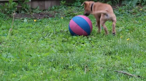 Puppy Stock Footage 10961567