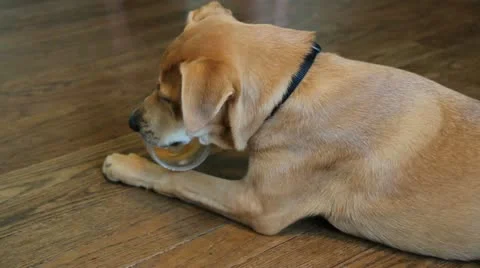 Puppy 動画素材 11686280