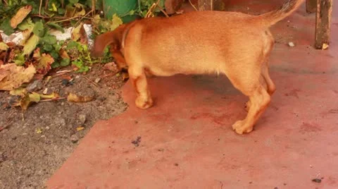 Puppy Stock Footage 12202848