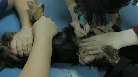 Puppy Stock Footage 20527282