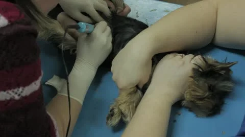 Puppy Stock Footage 20527987