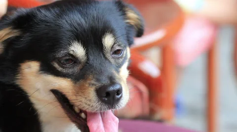 Puppy Stock Footage 29621832